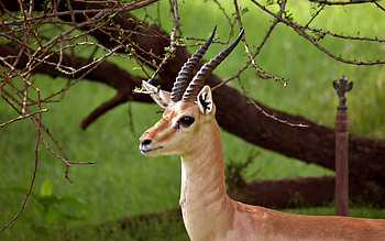 Impala, animal, antelope, Africa, tree HD wallpaper