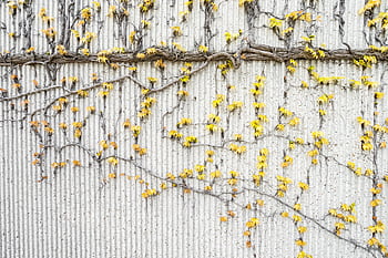 Yellow vines on a textured concrete wall showcasing a vintage autumn feel. HD wallpaper