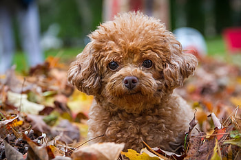 Animals, Dog, Puppy, Foliage, Poodle HD wallpaper