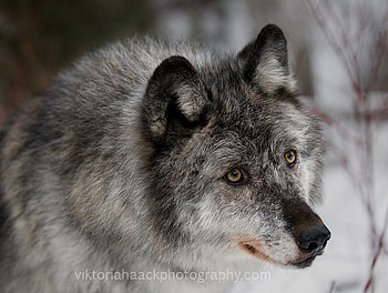 she_wolf, winter, animal, eyes, , wolf HD wallpaper