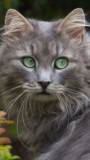 Animal, cat HD phone wallpaper