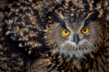 Owl, feather, skin, bird, eyes, texture, pasare, bufnita HD wallpaper