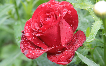 Grass, Leaves, Drops, Macro, Rose Flower, Rose, Petals, Wet, Humid HD wallpaper