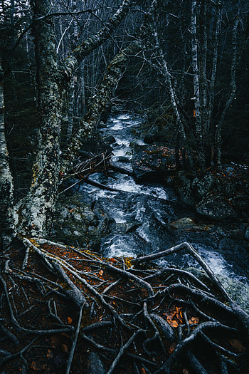 Nature, Rivers, Trees, Forest, Creek, Brook HD phone wallpaper