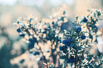 Blueberry, Berries, Bush, Plant, Macro HD wallpaper