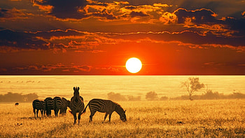 Kruger National Park, South Africa, , African landscapes HD wallpaper