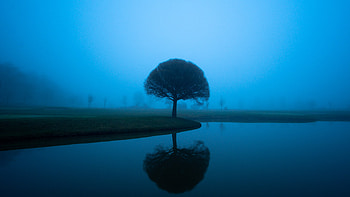 Tree Mistscape , tree, mist, nature HD wallpaper