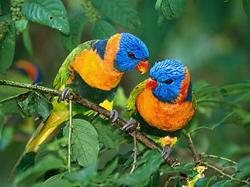 Parrots, Animals, Birds HD wallpaper
