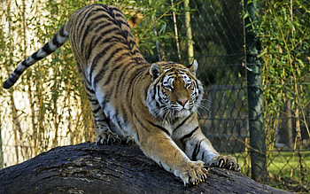 Animals, Predator, Big Cat, Tiger, Amur Tiger HD wallpaper