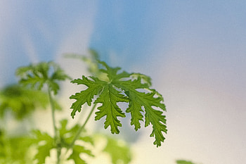 Chervil, Galleri kvit plantemagasinet gro HD wallpaper