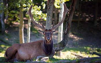Animals, Nature, Wood, To Lie Down, Lie, Tree, Deer, Horns HD wallpaper