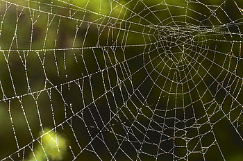 Web, Drops, Macro, Wet HD wallpaper