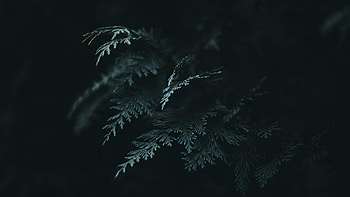 Needles dark green, Branch of Thuja, view, definition HD wallpaper