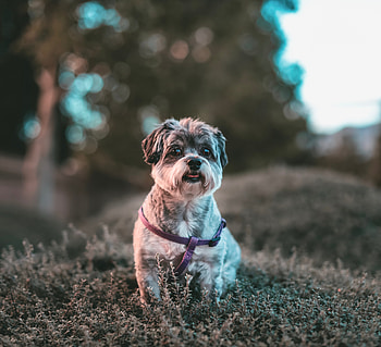 Cute, dog, outdoor HD wallpaper