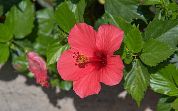 Hibiscus, plant, flower, red HD wallpaper