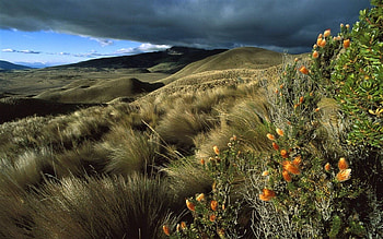 Ecuadorian landscape, sky, hills, flowers, ecuador HD wallpaper