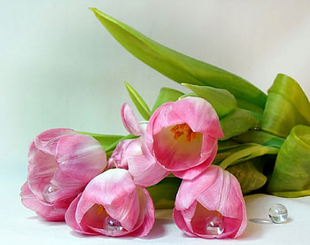 Pink Tulips, Nature, Tulips, Bouquet, Flower HD wallpaper