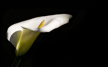 Calla Lily, Beautiful , Elegant blooms, Nature's jewel HD wallpaper