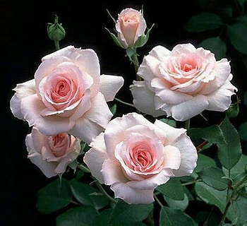 Roses, Flowers, Closeup, Pretty HD wallpaper