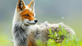 Wild Fox Art, fox, wild, artist, digital-art HD wallpaper