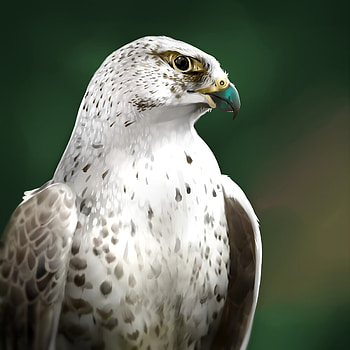 Falcon, Art, Bird, Sight, Opinion HD phone wallpaper