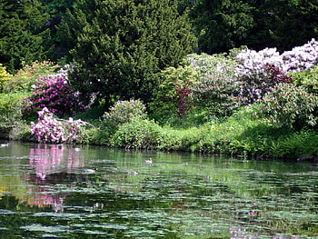 Flowers by the River, trees, river, nature, flowers HD wallpaper