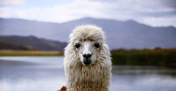 Business idea of the day, Llama in video calls, Unique virtual experiences, Fun llama surprise HD wallpaper