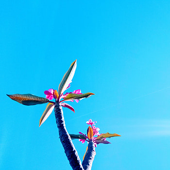 Summer, flores, cielo, azul HD phone wallpaper