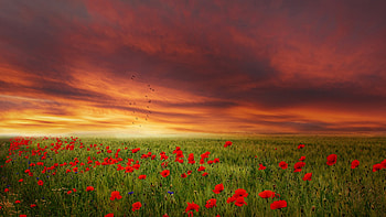 Poppy Field Sunset, field, poppies, floral, sky, flowers, sunset, sunrise HD wallpaper