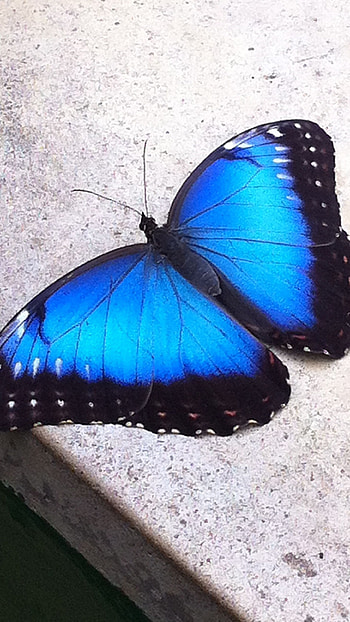 Blue Butterfly, Wonderful, Background HD phone wallpaper