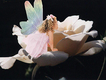Faerie Girl, fairy, rose, wings, young, girl, iridescent HD wallpaper