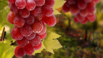 Red Globe, Grapes HD wallpaper