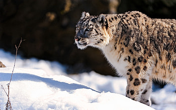 Animals, Snow Leopard, Snow, Predator HD wallpaper
