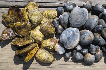 Long Island shellfish, Restoration project, Environmental stewardship, Sustainable seafood HD wallpaper