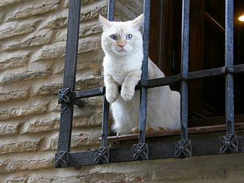 Cat in the window., animal, white, window, cute, cat, ginger HD wallpaper