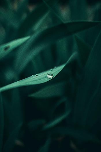 Grass, Drops, Plant, Macro, Wet, Dew HD phone wallpaper