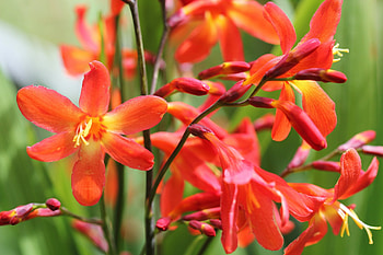 Crocosmia flower, summer, garden, beautiful, flowers, ped, spring, orange HD wallpaper