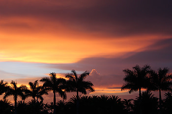 Landscape, Twilight, Palms, Dark, Dusk HD wallpaper