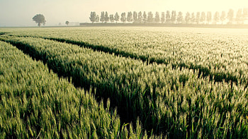 Nature, Trees, Fog, Field, Color, Colors, Dahl, Distance, Paints, Traces HD wallpaper
