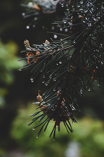 Nature, Water, Needle, Drops, Branch, Fir, Spruce HD phone wallpaper