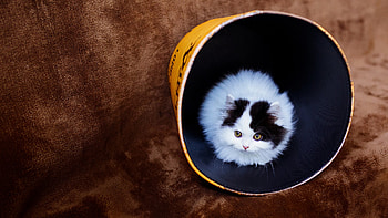 Cat In Bucket, cat, animals, cute HD wallpaper
