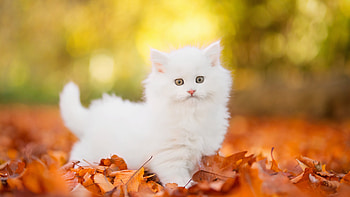 White Cat Kitten With Stare Look Is Standing On Dry Leaves In Blur Bokeh Background Kitten HD wallpaper