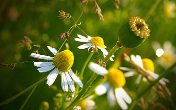 Flowers, Camomile, Macro, Chamomile HD wallpaper
