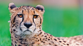 Elegant cheetah, Majestic feline, Striking fur pattern, Natural habitat HD wallpaper