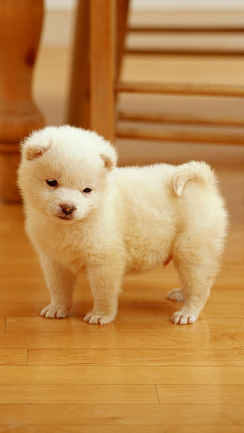 Cute Dog, Little Cute Dog, little dog HD phone wallpaper