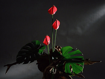 Plants, Flowers HD wallpaper