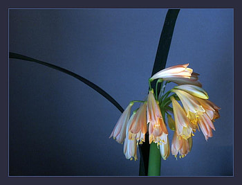 Simple-an-Beautiful, beautiful, nature, flowers, simple HD wallpaper