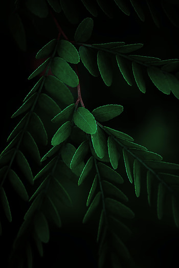 Leaves, Macro, Dark, Branch HD phone wallpaper