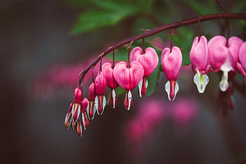 Pink, bleeding heart, blur, flowers HD wallpaper
