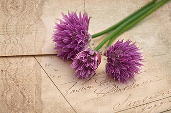 Flower , Background , Chives, Food HD wallpaper